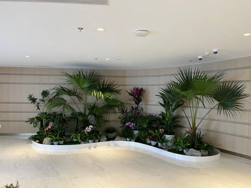 鄞州植物出租，为您的空间增添别样生机与绿意亡